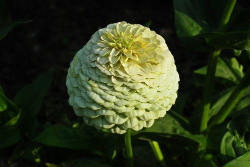 flower  zinnia  summer