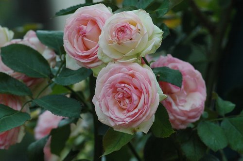 flower  rose  nature