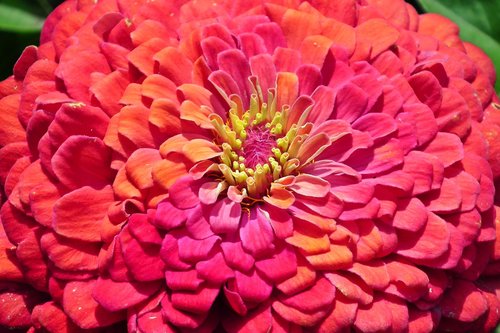 flower  zinnia  summer