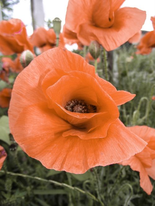 flower poppy meadow