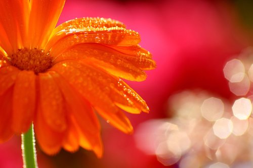 flower  water  drop of water