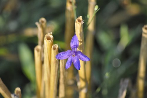 flower  macro  dew