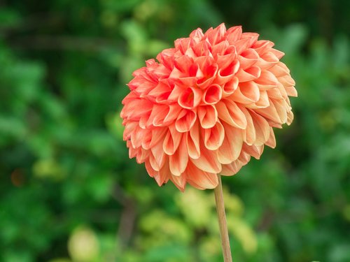 flower  dahlia  petals