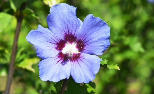 flower  garden  blue