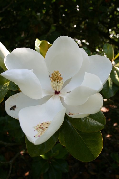 flower  tree  stamen