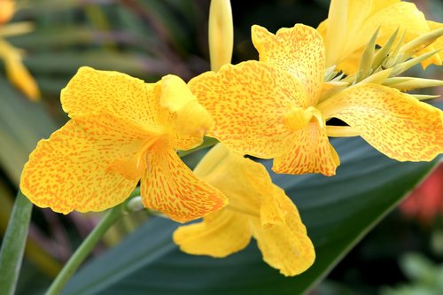 flower  plant  tropical
