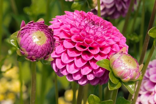 flower  dahlia  flowers