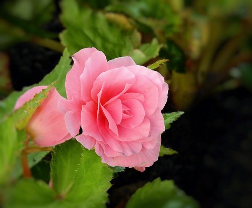 flower  rose  romantic