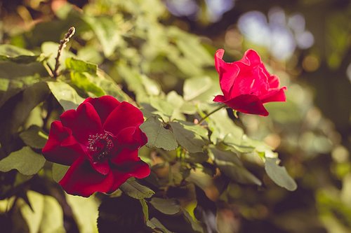 flower  red roses  red