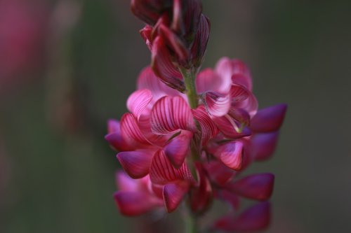 flower  pink  wild