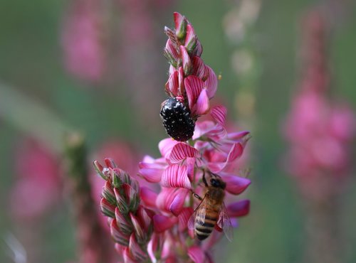 flower  pink  bee
