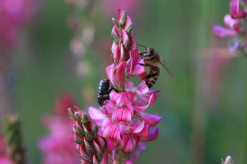 flower  pink  wild