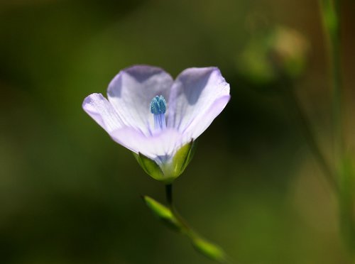 flower  blue  wild