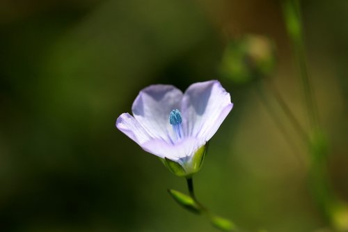 flower  blue  wild