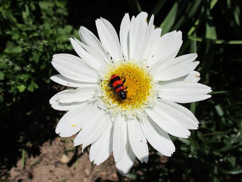 flower  beetle  insect