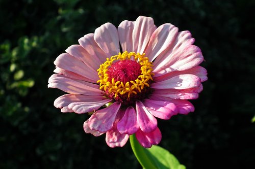 flower  zinnia  nature