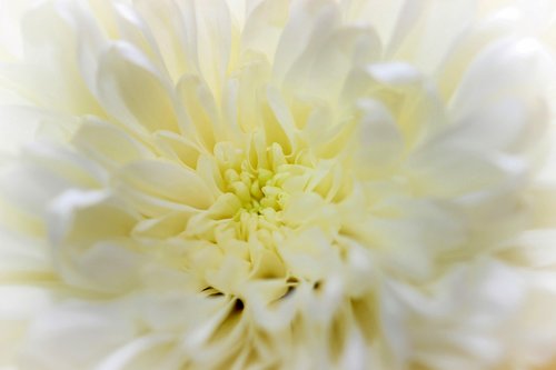 flower  white  macro