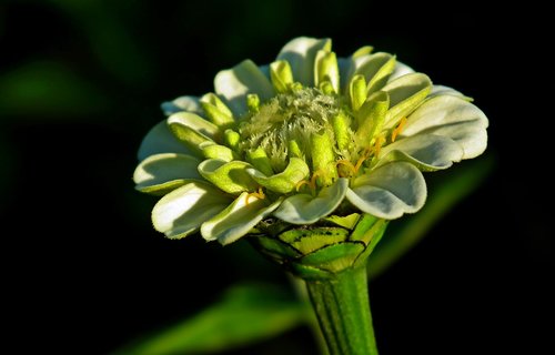 flower  zinnia  white