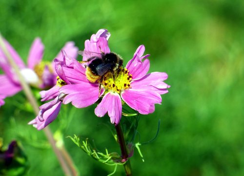 flower  bourdon  pink