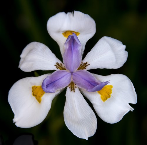 flower  dietes  iris