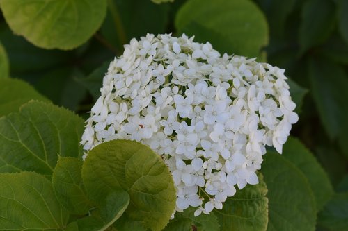 flower  white  hydrangea