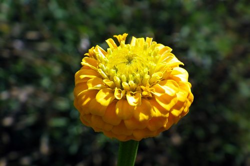 flower  zinnia  yellow