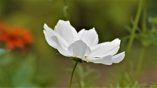 flower  anemone  white