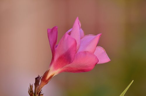 flower  garden  plant