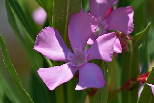 flower  garden  plant