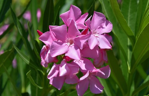 flower  garden  plant