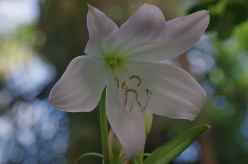 blossom bloom lily