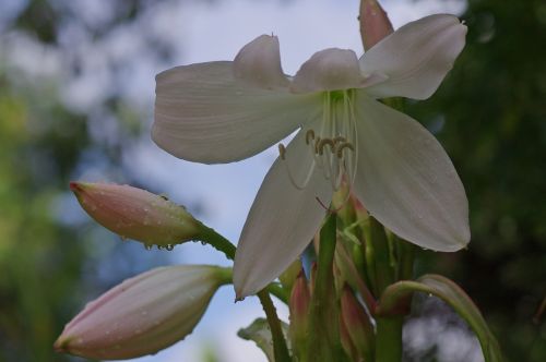 blossom bloom lily