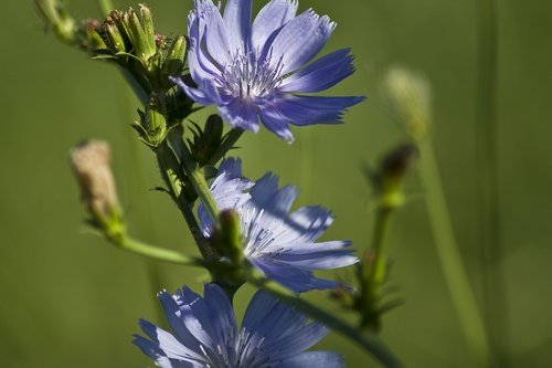 flower  nature  the petals