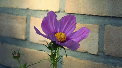 flower  summer  purple