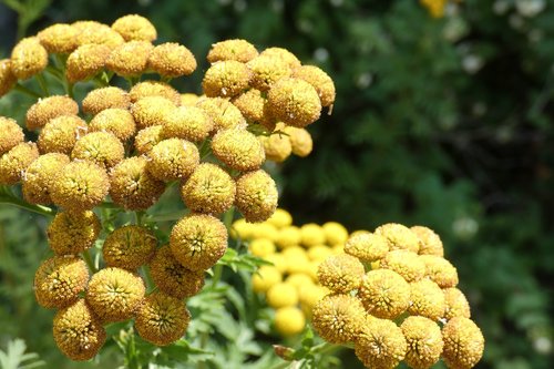 flower  yellow  nature