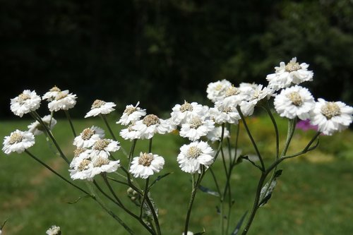 flower  white  blossom