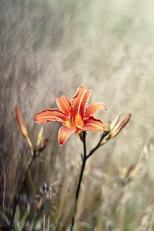 flower lily nature