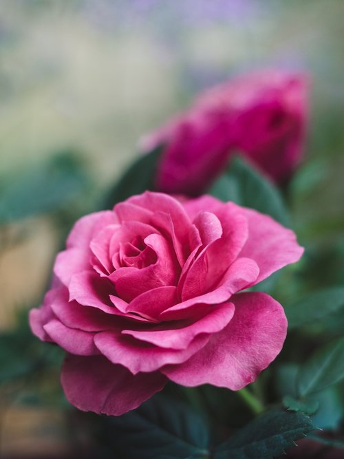 flower  rose  pink