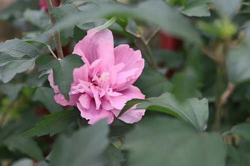 flower  plant  nature