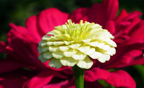 flower  zinnia  nature