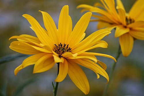 flower  yellow  blossom