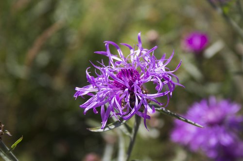 flower  garden  flora