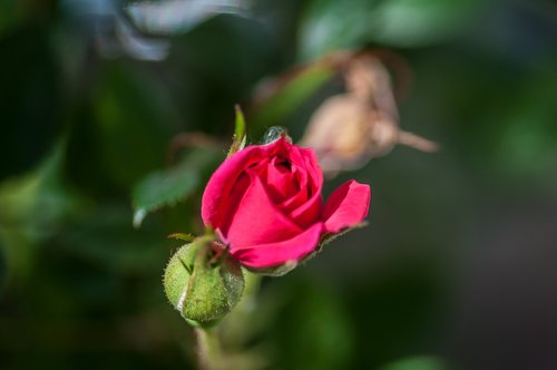 flower  rose  nature