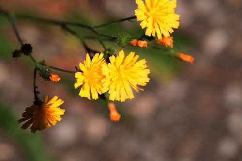 flower  nature  plant