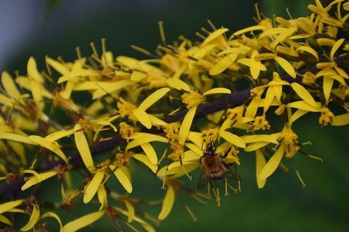flower  yellow  garden