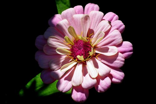 flower  zinnia  pink