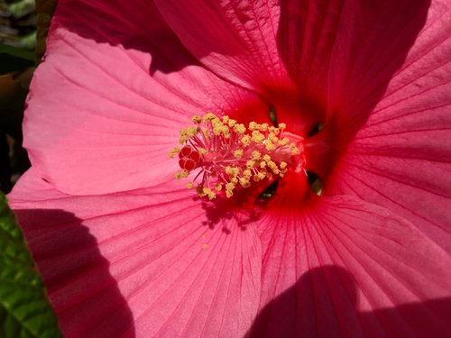 flower  hibiscus  pink