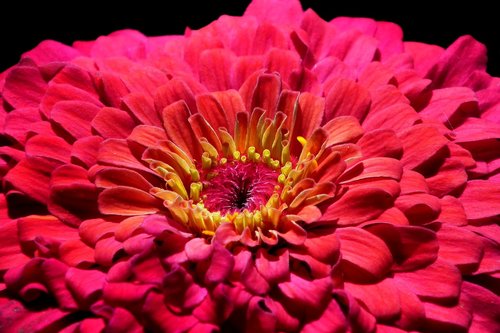 flower  zinnia  red