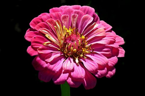 flower  zinnia  nature