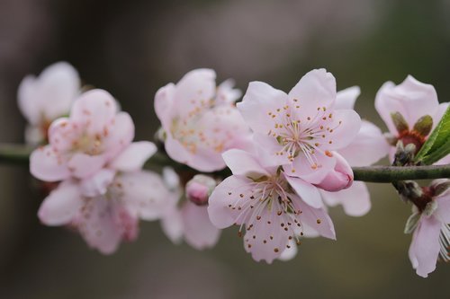 flower  peach tree  spring